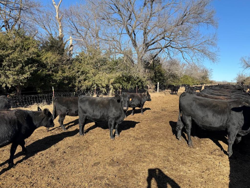 120 AI-bred heifers, Augusta KS!-BH106D6